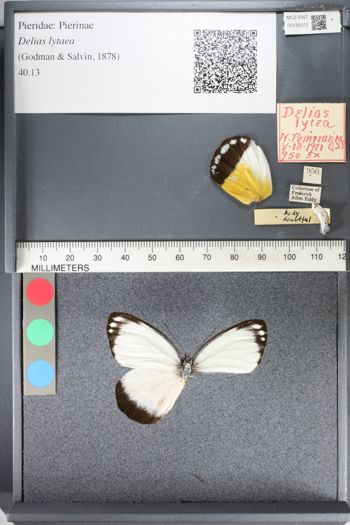 Media type: image;   Entomology 130072